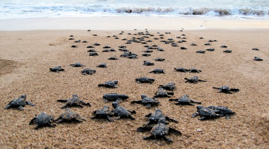 Unawatuna Sea Turtle Hatchery - Sri Lanka - Amb Social